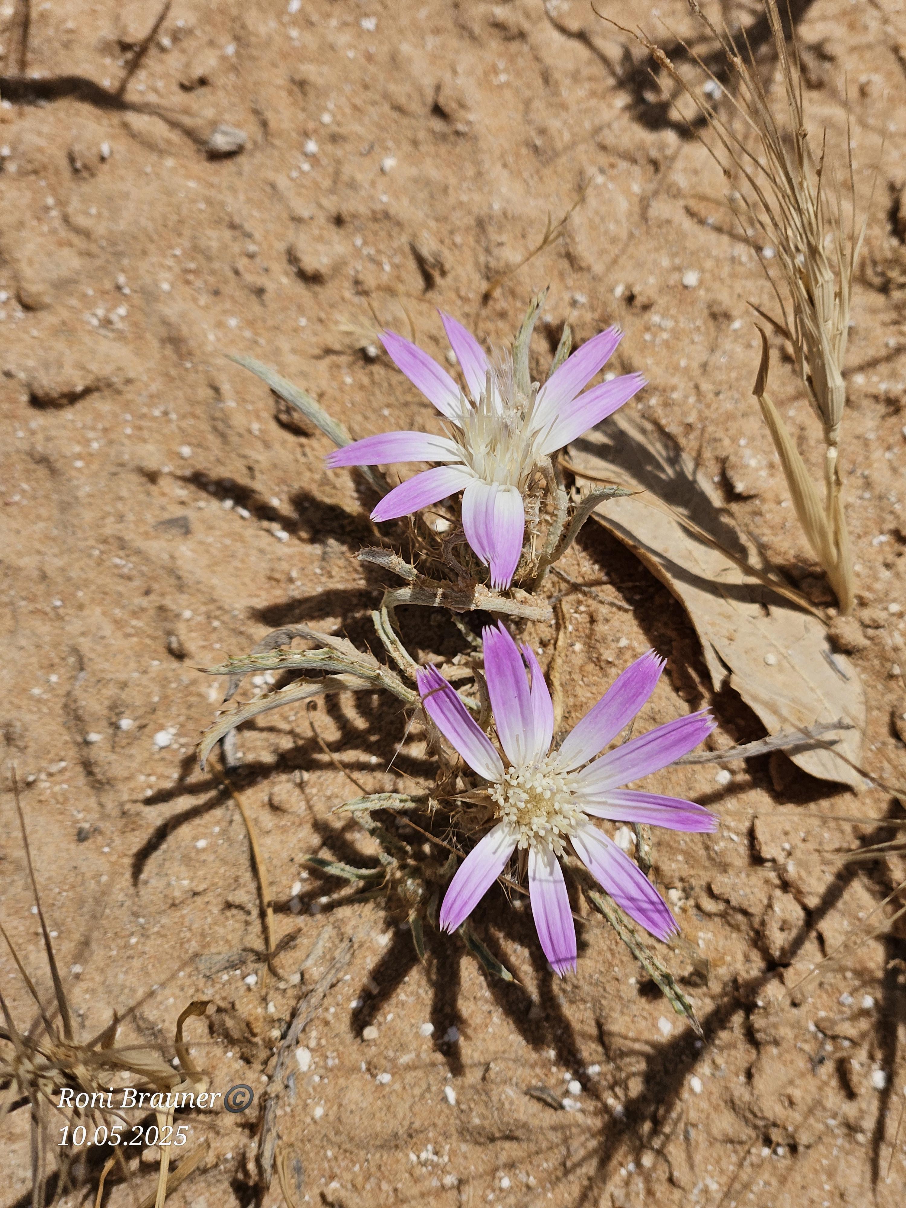 קובץ:2025-05-10T11 42 51.601357536699.jpg