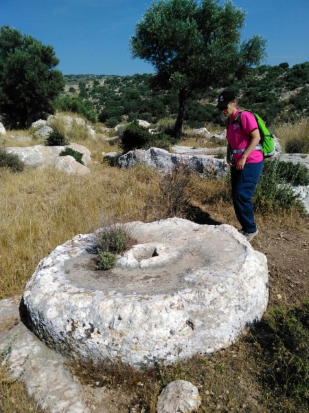 קובץ:אבן כתישה חרבת ניטה 1.jpg