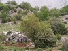 אדר קטן-עלים פורח חרמון 1550 28-5-04 עוז-1.jpg
