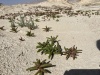 אהל מגושם 20.4.15 הר-סדום מעלה-האהל ע.פרומקין-1.jpg