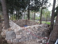 אורן הצנובר 16.12.21 משואות-יצחק-ישן בית-אבן יאיר-1.jpeg
