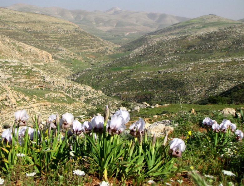 קובץ:איריסים ש וסרטבה 1.jpg