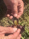 איריס ירוחם 8.3.23 כרם-שלום מול-רפיח ש-2.jpeg