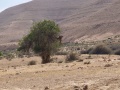 תמונה ממוזערת לגרסה מתאריך 01:58, 7 ביוני 2025
