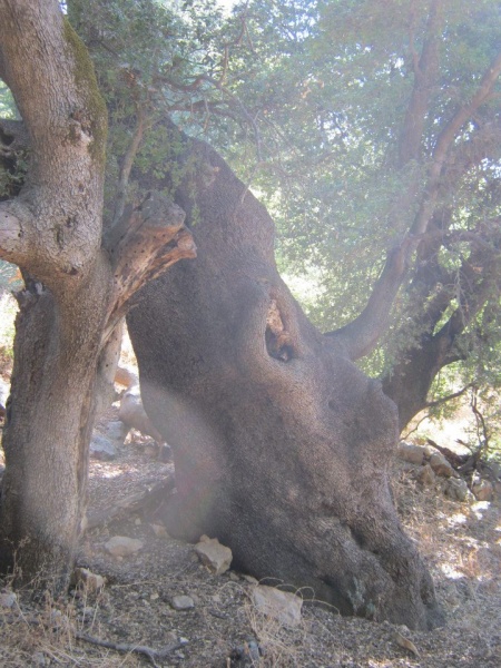 קובץ:אלוןענק.jpg