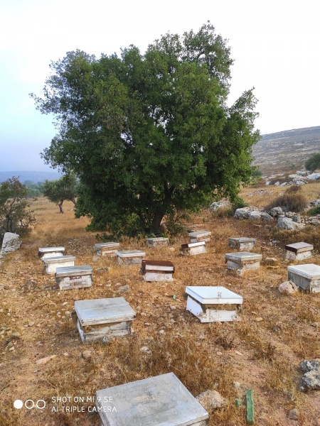 קובץ:אלון יפה.jpg