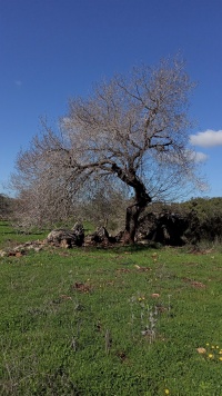 אלון תבור 2019 חר.טורה ליד שקד-חריש נועם שגב.jpg