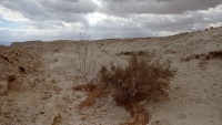 אשל היאור רכפתן מדברי-מימין 20.1.22 רמת-הר-סדום ש-36ב.jpeg