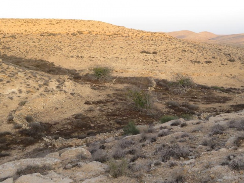 קובץ:בוסתןתאניםאלות.jpg