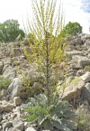 בוצין הבשן 26-5-2012 1530מ תח-יער עוזגולן.jpg