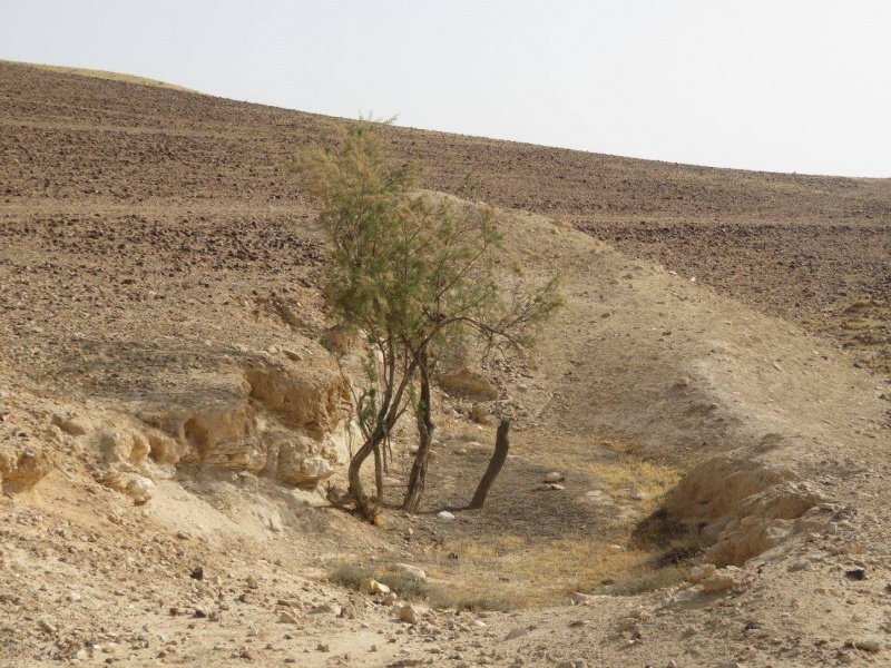 קובץ:בורמיפאשל.jpg