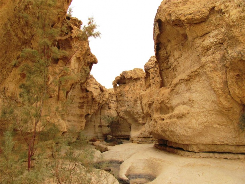 קובץ:גבי פרס-נחל סדום 12.2010 020 (Large).jpg