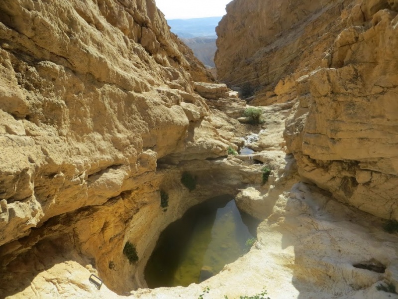 קובץ:גב עקרבים.JPG