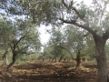 תמונה ממוזערת לגרסה מתאריך 13:51, 8 ביוני 2016