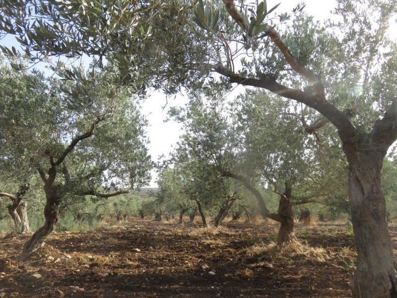 קובץ:דרךמסיקים.jpg