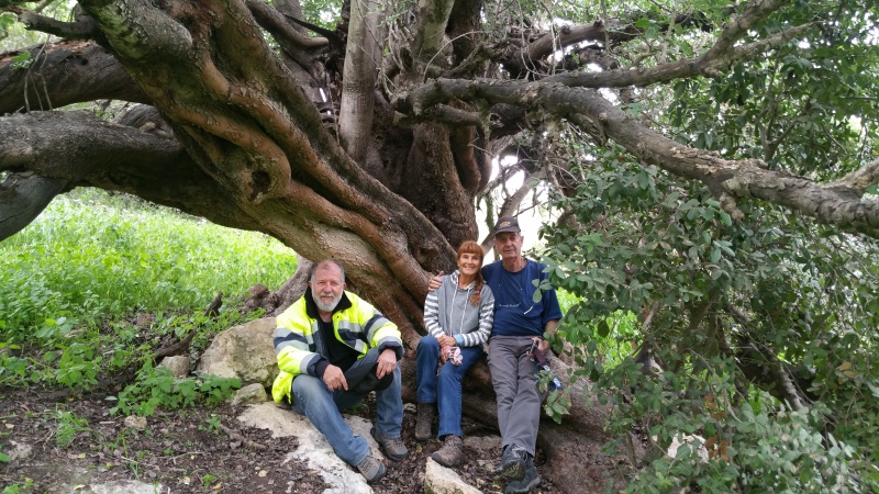 קובץ:החרוב של דוביד.jpg