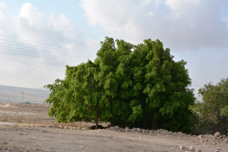 קובץ:העץ הענק בפסגת תלפית.JPG