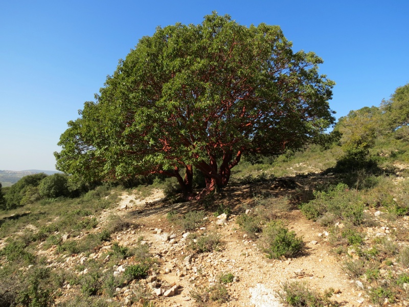 קובץ:הקטלב במתת.JPG