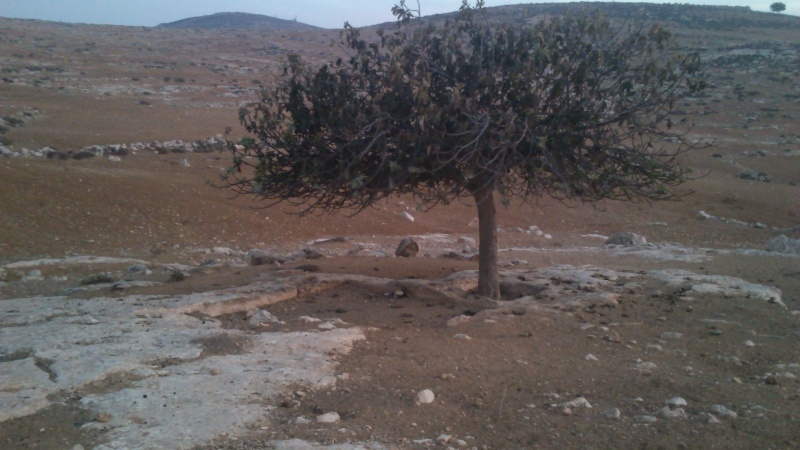 קובץ:התאנה המבודדת והגת.JPG