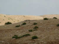 התל הפרה היסטורי שנסקר על ידי זרטל בבקעת תרצה ליד חמרה (4).JPG