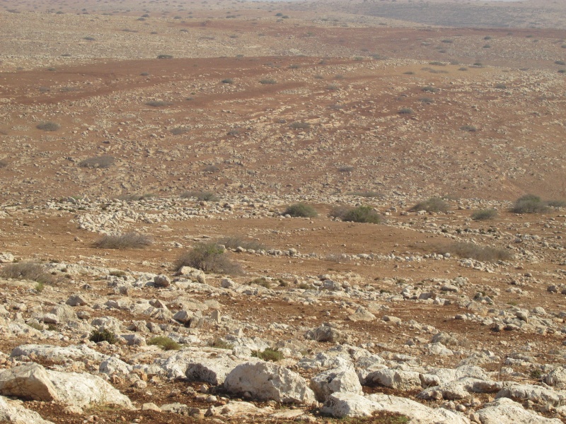 קובץ:זרטלחווה?.JPG