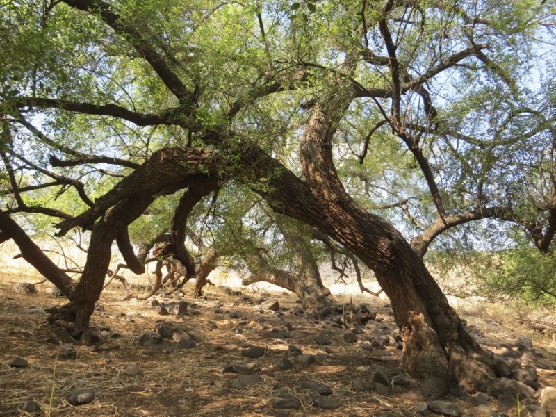 קובץ:חורשת יעלה.JPG