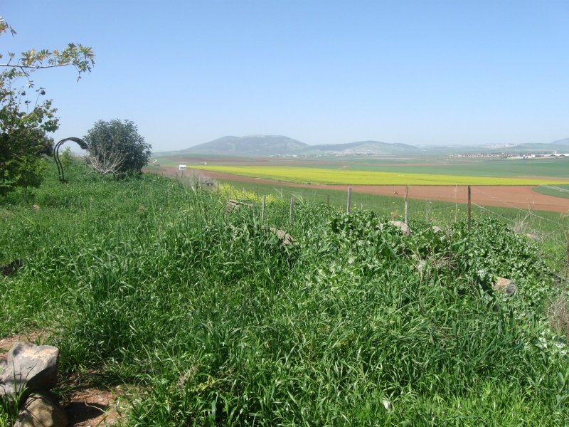 קובץ:חורשת תגלית צפון מערבה.jpg