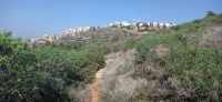 חלבלוב השיח 1.1.25 נחל-שיח חיפה ש-13.jpg