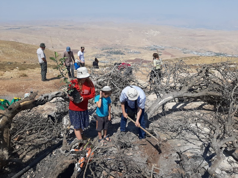 קובץ:חפירת גומה לשתיל החדש.jpg