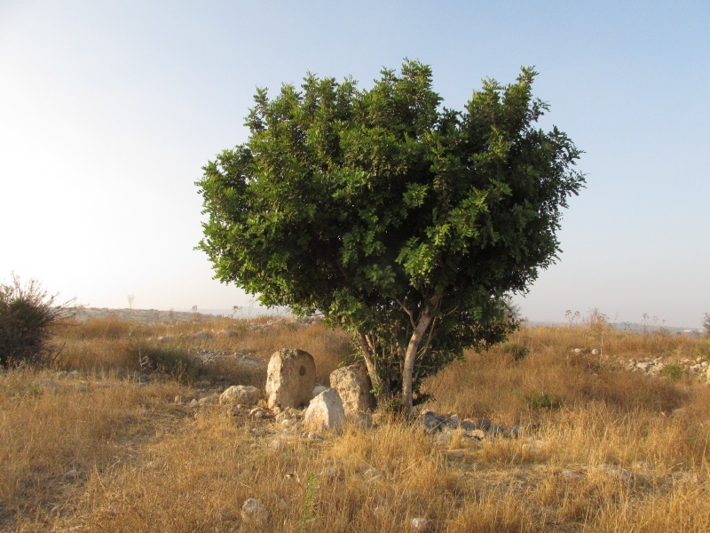 קובץ:חקרקרה114.JPG