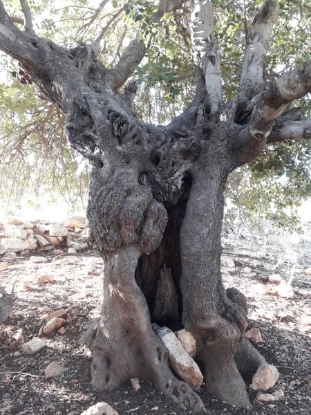 קובץ:חרובבוראולי.jpg