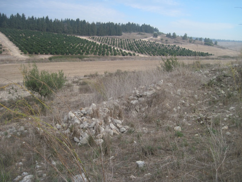 קובץ:טומוליכלינתזיצור129.JPG