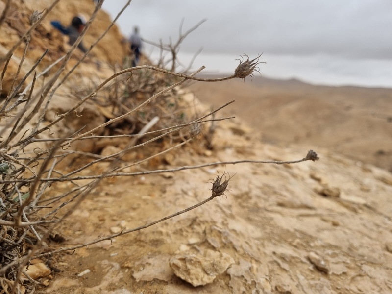 קובץ:יורינאה טרשית 25.11.24 נחל-אליצור ה.נ.י.וינר-2.jpg