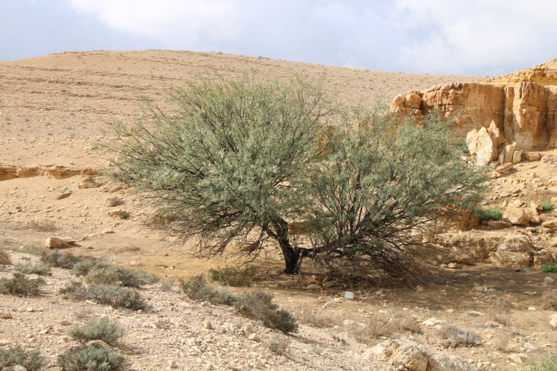 קובץ:ינבוט לבן.JPG