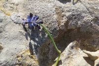 כדן נימי 14.2.16 מצפה אבנון מגדול תומר סיידנר-1.JPG