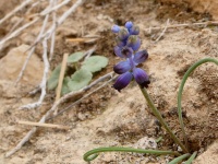 כדן נימי 20.1.25 מעל מעלה העקרבים דליה-בונס-4.jpg