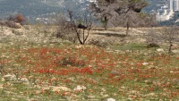 כלנית אדומה מרבד-מאוחר-שרפה 23.2.22 הר-איתן ש-3.jpeg
