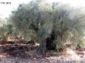 תמונה ממוזערת לגרסה מתאריך 20:00, 20 באוקטובר 2013