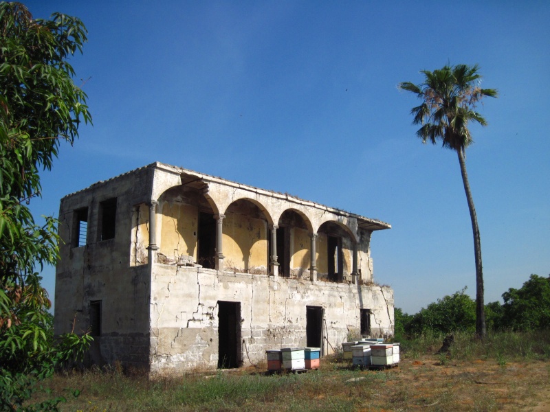 קובץ:מבנהקשתותדקל.JPG