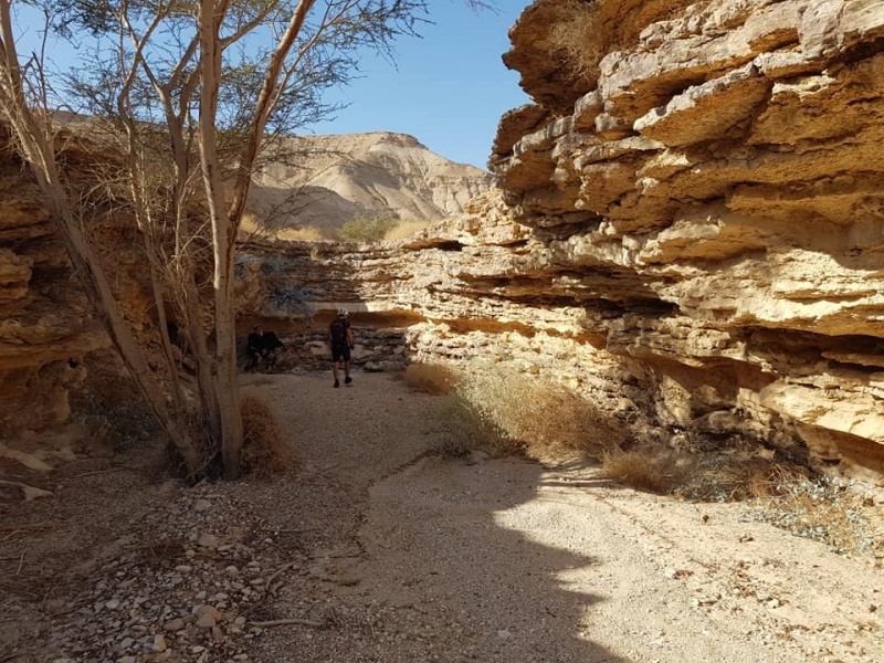 קובץ:מזר תמונה.jpg