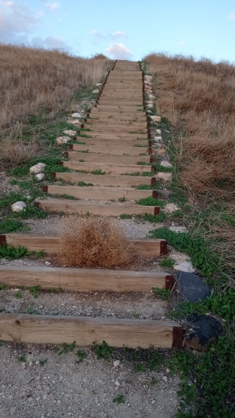 קובץ:מלחית מבאישה 19.12.21 תל-תאומים ש-1.jpeg