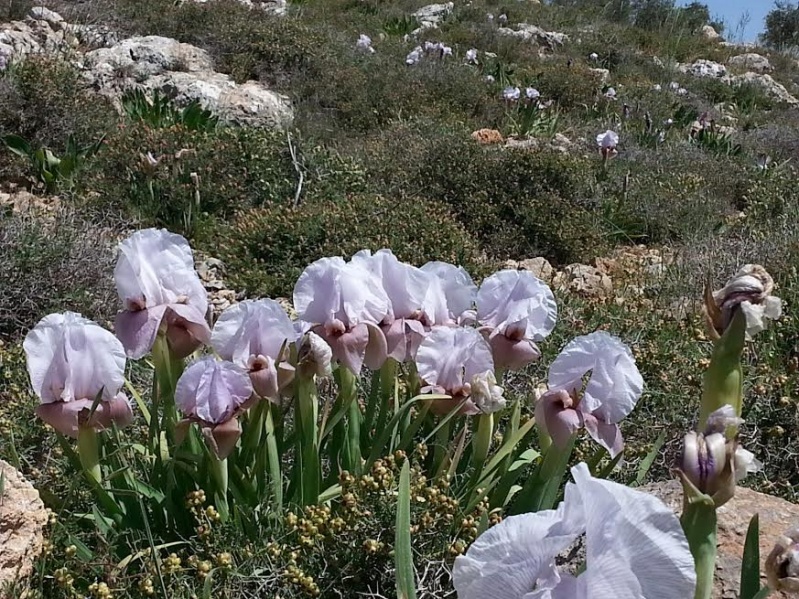 קובץ:מקבץ אירוס השומרון.jpg