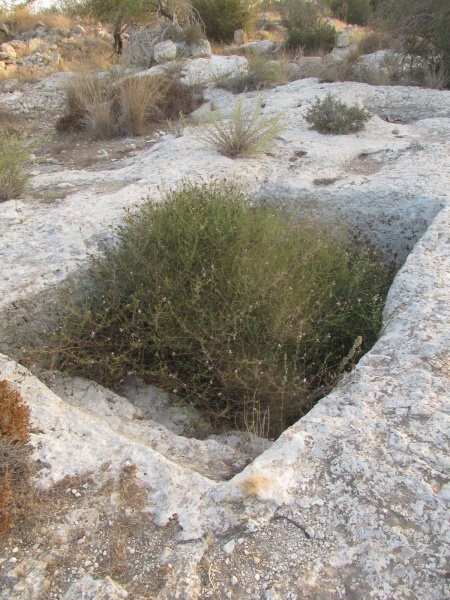 קובץ:מקווהנטיף.JPG