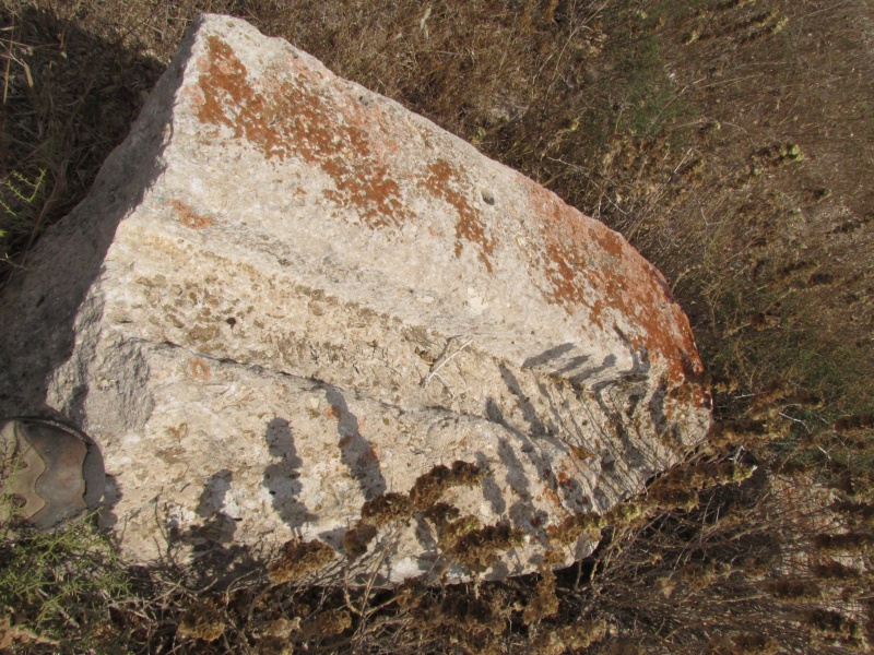 קובץ:ניצביהודהעיסה.JPG