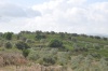 ניתן להבחין בביצור התחתון מתחת לעץ הגדול.jpg