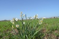 תמונה ממוזערת לגרסה מתאריך 18:32, 13 בדצמבר 2014