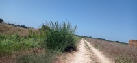 עבקנה נדיר 22.8.24 נחל-עדה אחו-בנימינה ש-1.jpg