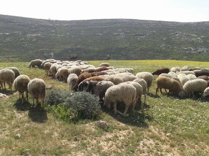 קובץ:עדר שבתי.jpg