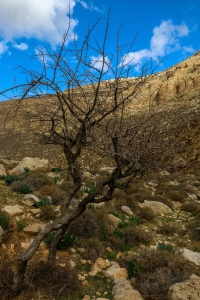 עוזרר קוצני ליד הבולדר בו.גיחר ערוגות-עילי3.1.20 ח.יחיאלי.jpeg