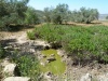 עינות קוביש יער נוה צוף (9).JPG